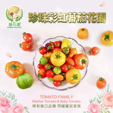 【盛花園蔬果】珍珠彩虹蕃茄600g x1盒(13種繽紛色澤珍稀品種)
