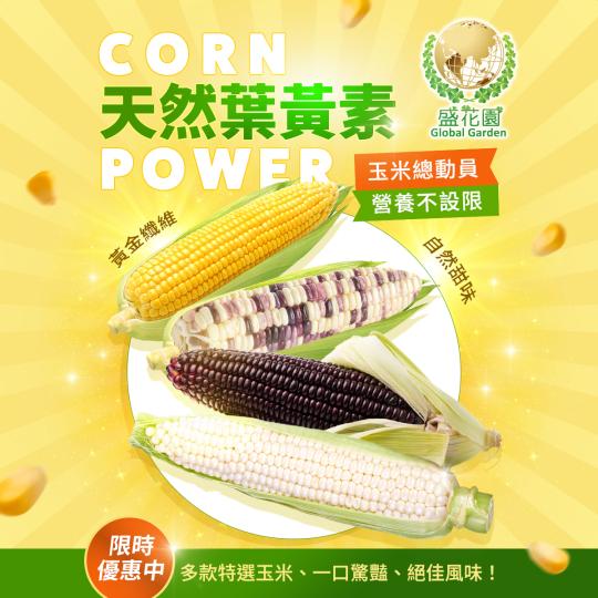 甜、Q、爆汁、濃香,玉米界的天菜大PK! 四種精選頂級玉米 你喜歡甜嫩多汁,還是Q彈有嚼
